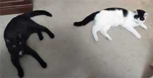 Ridley and Moo